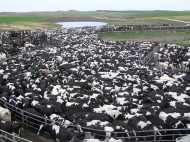 big herd