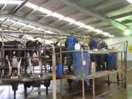 scanning during milking